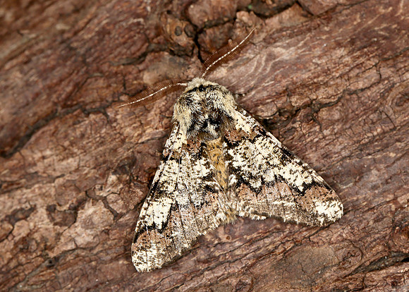 70.251 BF1930 Oak Beauty Biston strataria