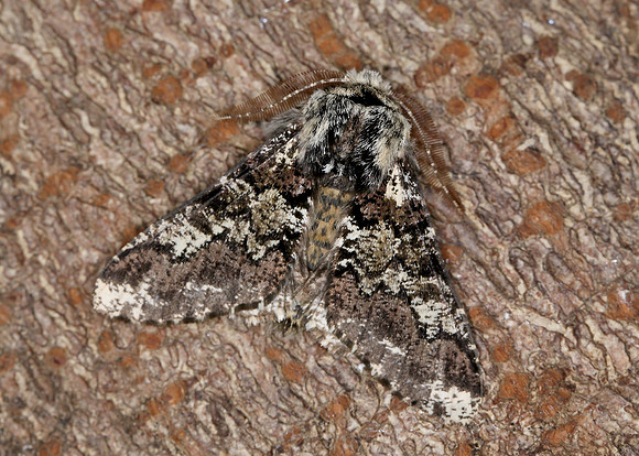70.251 BF1930 Oak Beauty Biston strataria