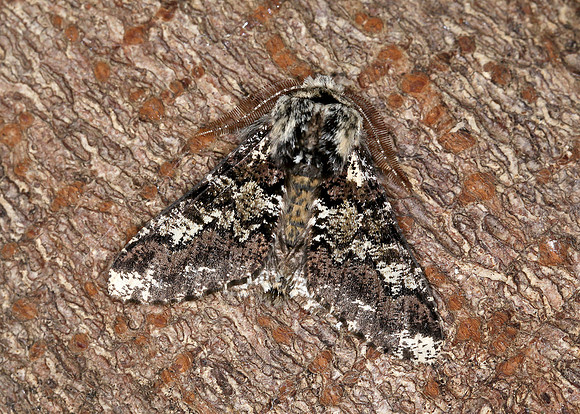 70.251 BF1930 Oak Beauty Biston strataria