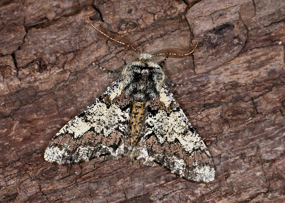 70.251 BF1930 Oak Beauty Biston strataria