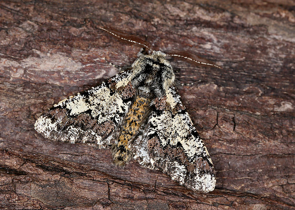 70.251 BF1930 Oak Beauty Biston strataria
