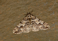 70.253 BF1932 Spring Usher Agriopis leucophaearia