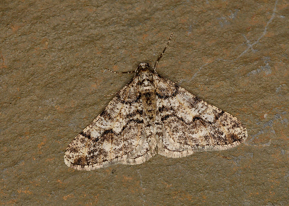 70.253 BF1932 Spring Usher Agriopis leucophaearia
