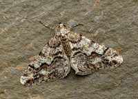 70.253 BF1932 Spring Usher Agriopis leucophaearia
