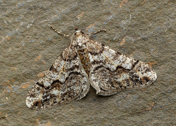 70.253 BF1932 Spring Usher Agriopis leucophaearia