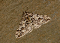 70.253 BF1932 Spring Usher Agriopis leucophaearia