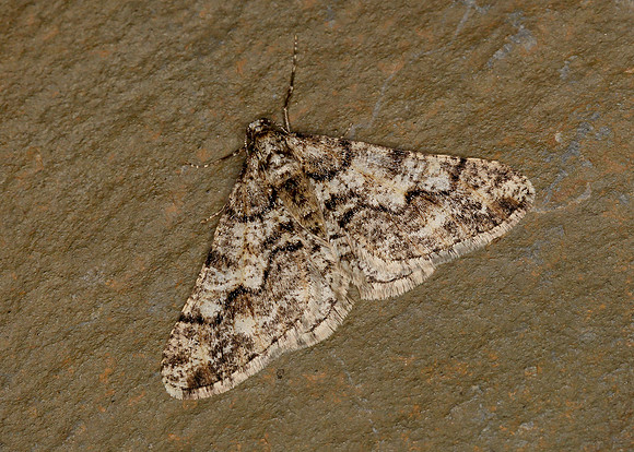 70.253 BF1932 Spring Usher Agriopis leucophaearia