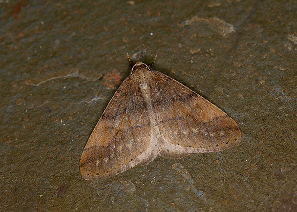 70.255 BF1934 Dotted Border Agriopis marginaria