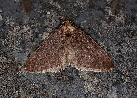 70.255 BF1934 Dotted Border Agriopis marginaria