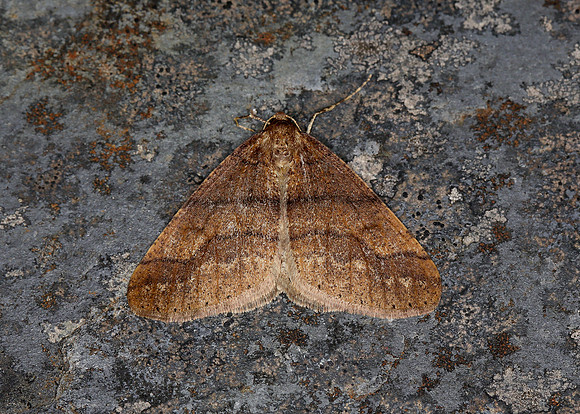70.255 BF1934 Dotted Border Agriopis marginaria