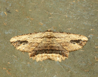 70.257 BF1936 Waved Umber Menophra abruptaria