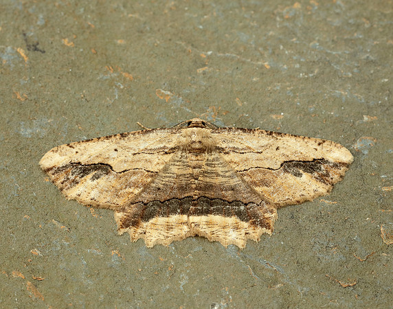 70.257 BF1936 Waved Umber Menophra abruptaria