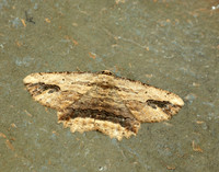 70.257 BF1936 Waved Umber Menophra abruptaria