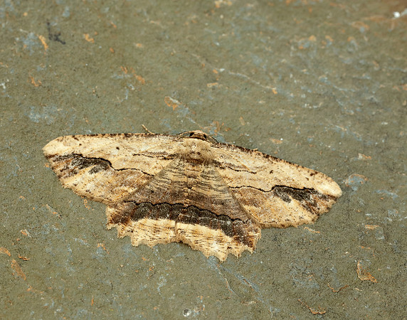 70.257 BF1936 Waved Umber Menophra abruptaria