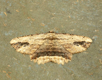 70.257 BF1936 Waved Umber Menophra abruptaria