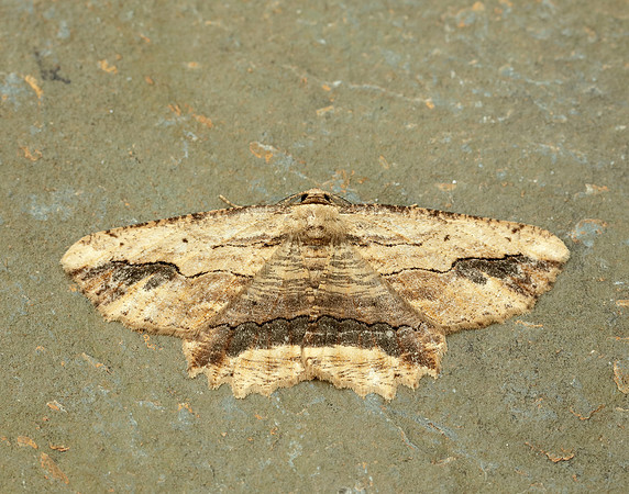 70.257 BF1936 Waved Umber Menophra abruptaria