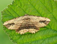 70.257 BF1936 Waved Umber Menophra abruptaria