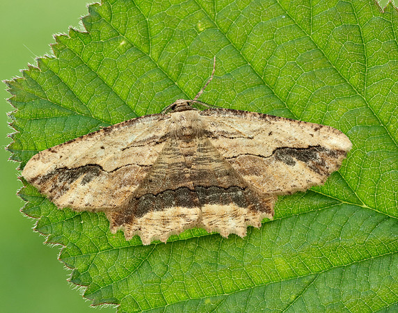 70.257 BF1936 Waved Umber Menophra abruptaria