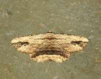 70.257 BF1936 Waved Umber Menophra abruptaria