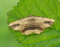 70.257 BF1936 Waved Umber Menophra abruptaria