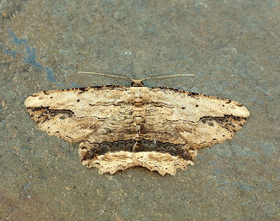 70.257 BF1936 Waved Umber Menophra abruptaria