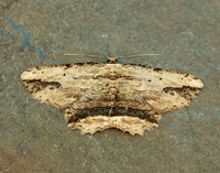 70.257 BF1936 Waved Umber Menophra abruptaria