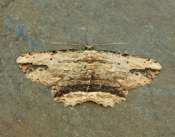 70.257 BF1936 Waved Umber Menophra abruptaria