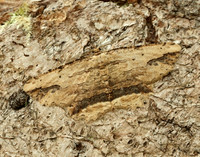 70.257 BF1936 Waved Umber Menophra abruptaria