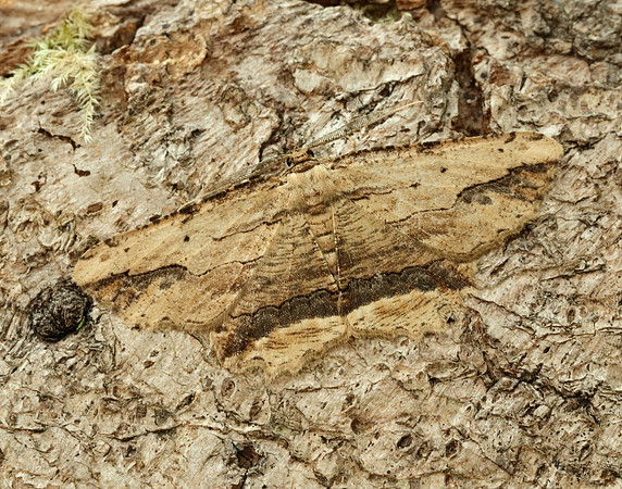 70.257 BF1936 Waved Umber Menophra abruptaria