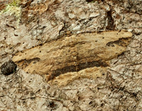 70.257 BF1936 Waved Umber Menophra abruptaria