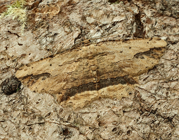 70.257 BF1936 Waved Umber Menophra abruptaria