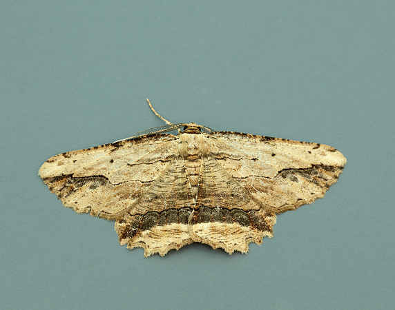 70.257 BF1936 Waved Umber Menophra abruptaria