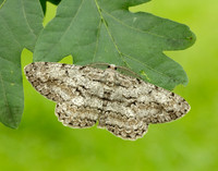 70.267 BF1943 Great Oak Beauty Hypomecis roboraria