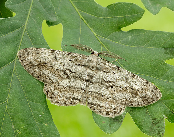 70.267 BF1943 Great Oak Beauty Hypomecis roboraria