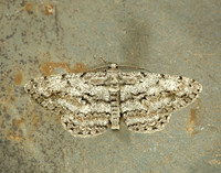 70.267 BF1943 Great Oak Beauty Hypomecis roboraria