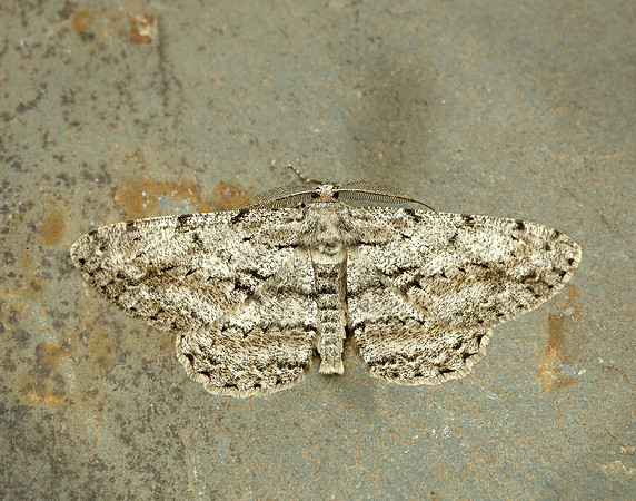 70.267 BF1943 Great Oak Beauty Hypomecis roboraria