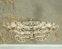 70.267 BF1943 Great Oak Beauty Hypomecis roboraria