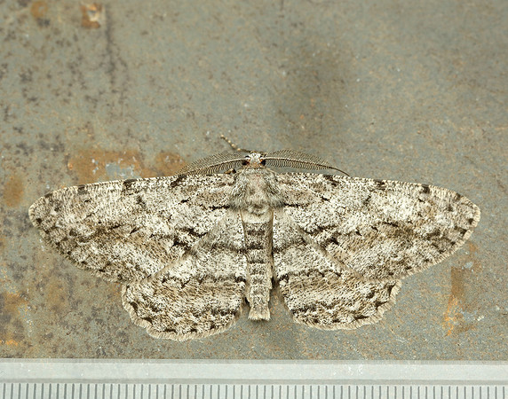 70.267 BF1943 Great Oak Beauty Hypomecis roboraria