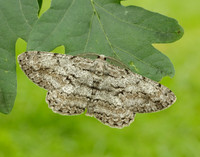 70.267 BF1943 Great Oak Beauty Hypomecis roboraria