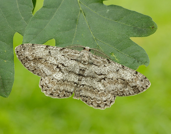 70.267 BF1943 Great Oak Beauty Hypomecis roboraria