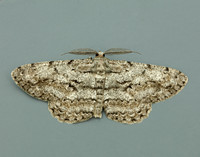 70.267 BF1943 Great Oak Beauty Hypomecis roboraria