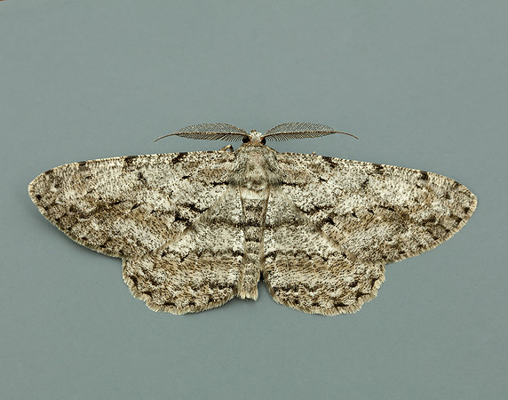 70.267 BF1943 Great Oak Beauty Hypomecis roboraria