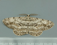 70.267 BF1943 Great Oak Beauty Hypomecis roboraria