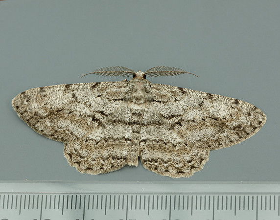 70.267 BF1943 Great Oak Beauty Hypomecis roboraria