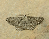 70.267 BF1943 Great Oak Beauty Hypomecis roboraria