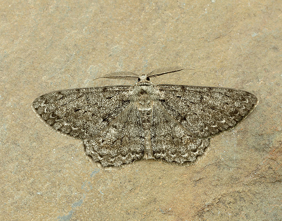 70.267 BF1943 Great Oak Beauty Hypomecis roboraria
