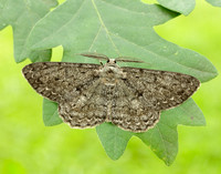 70.267 BF1943 Great Oak Beauty Hypomecis roboraria