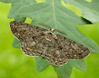 70.267 BF1943 Great Oak Beauty Hypomecis roboraria
