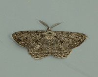 70.267 BF1943 Great Oak Beauty Hypomecis roboraria