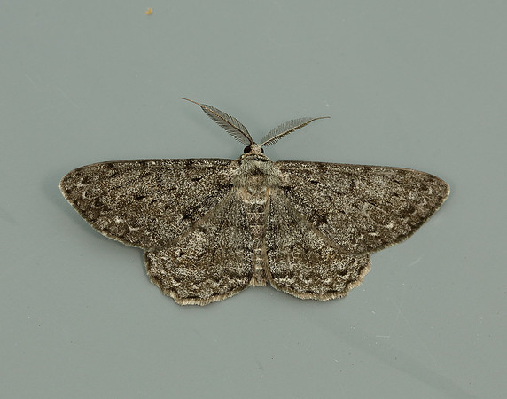 70.267 BF1943 Great Oak Beauty Hypomecis roboraria